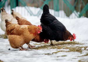 Trzy kury grzebiące w ziemii
