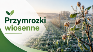 Grafika z napisem "Przymrozki wiosenne"