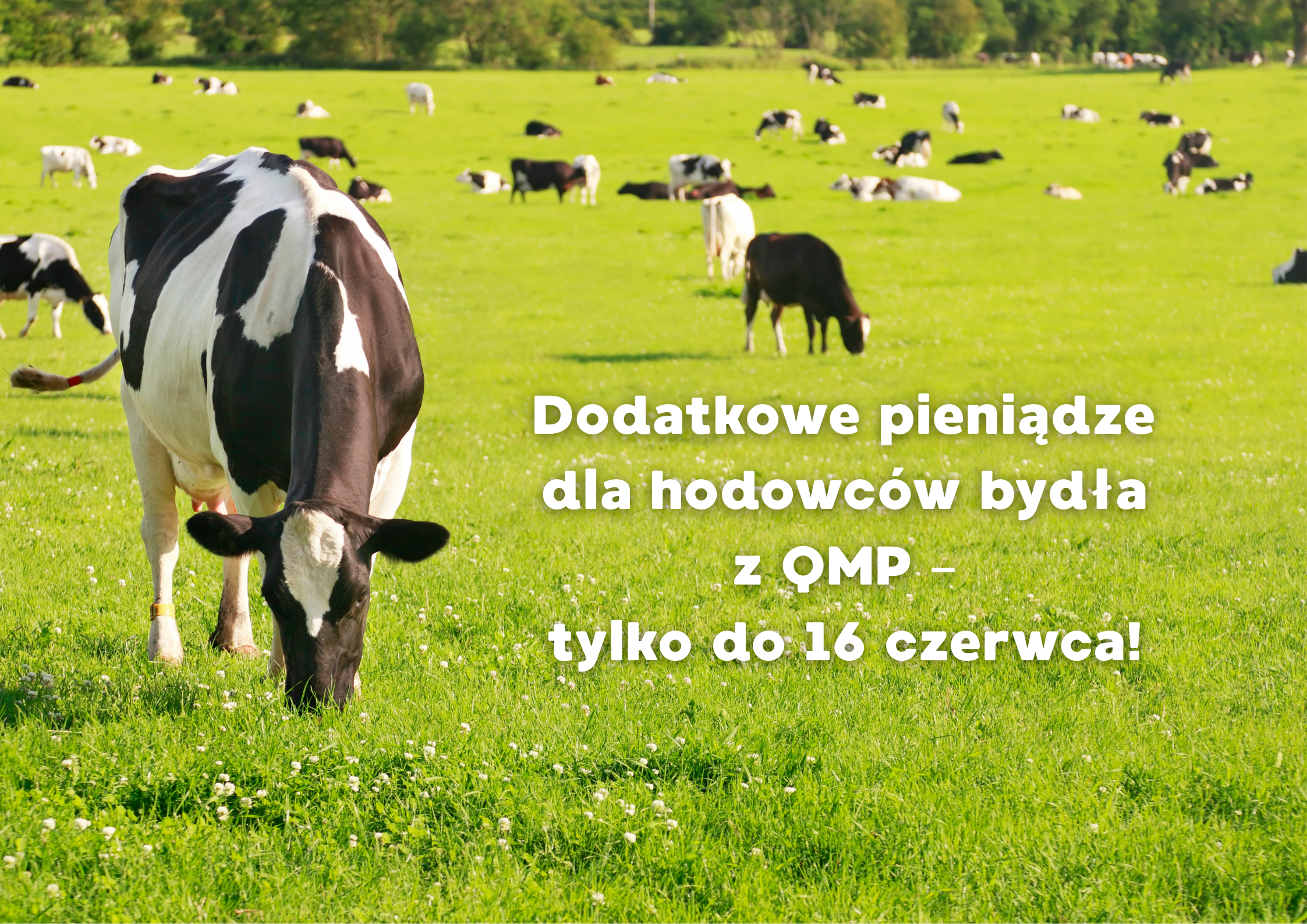 Krowy na łące