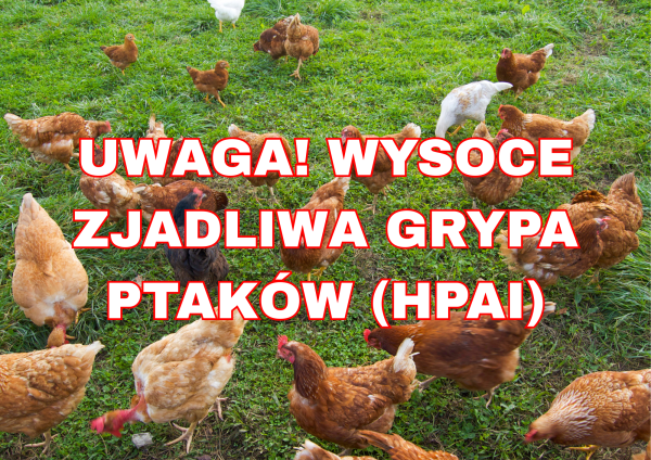 Napis: Uwaga! Wysoce zjadliwa grypa ptaków (HPAI)